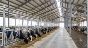 Read more about the article 3 Essential Pillars of Barn Management: Mastering Cow Comfort, Bedding, Ventilation, and Cooling