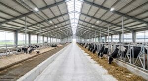 Read more about the article Lighting Systems for Dairy Barns