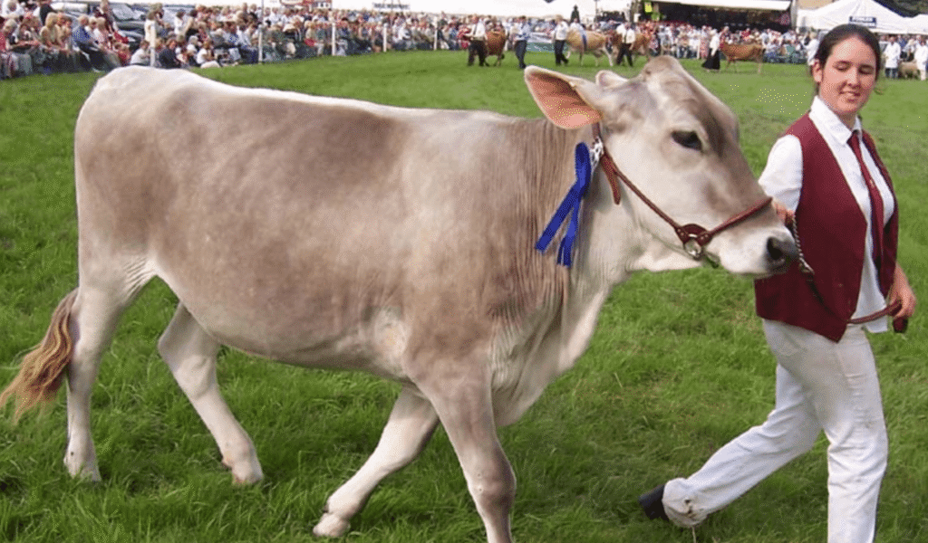 Brown Swiss Cows: The Strong and Reliable Dairy Breed