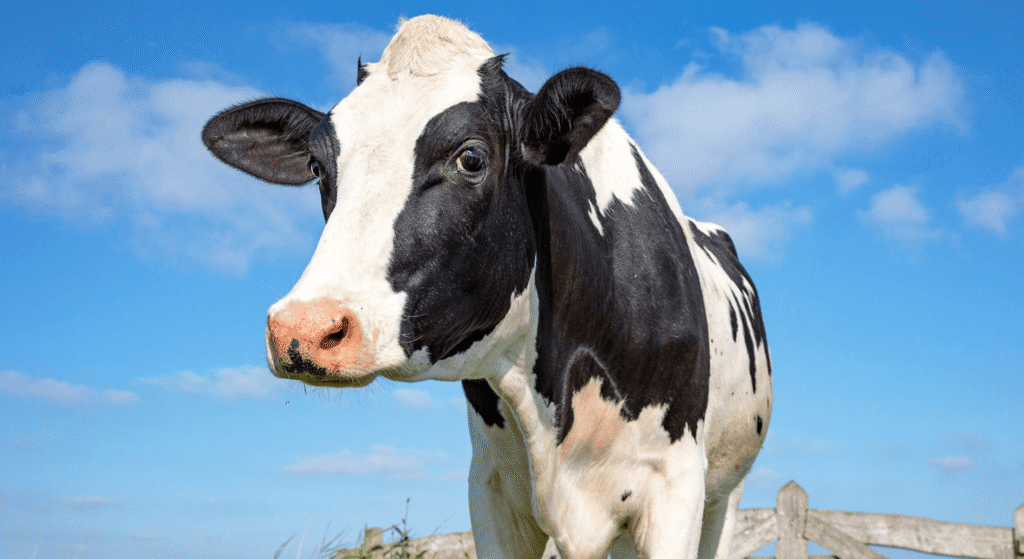 Holstein Cows: The Best Choice for Maximum Milk Production