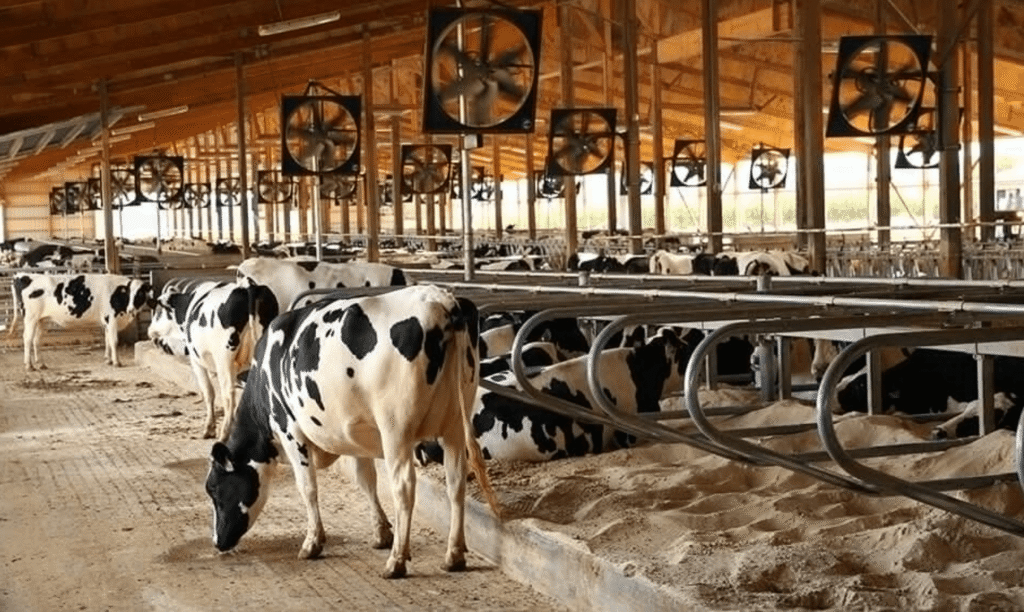 How Dairy Cow Genetics Have Changed Over Time