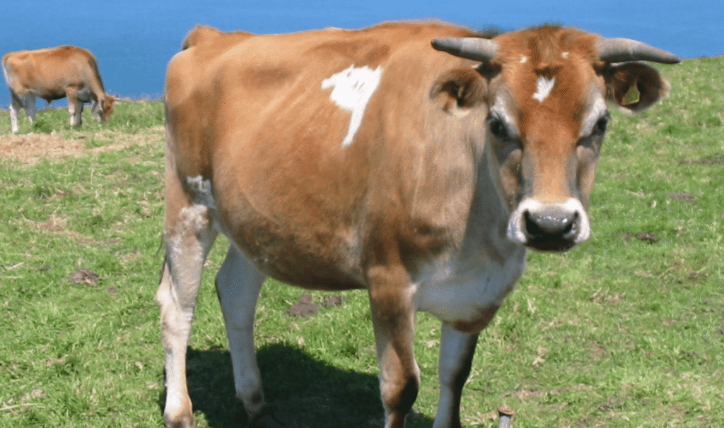 Jersey Cows: The Best Breed for High-Quality Milk